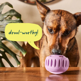 Dog with a purple ball on a table, text bubble saying 'drool-worthy!'