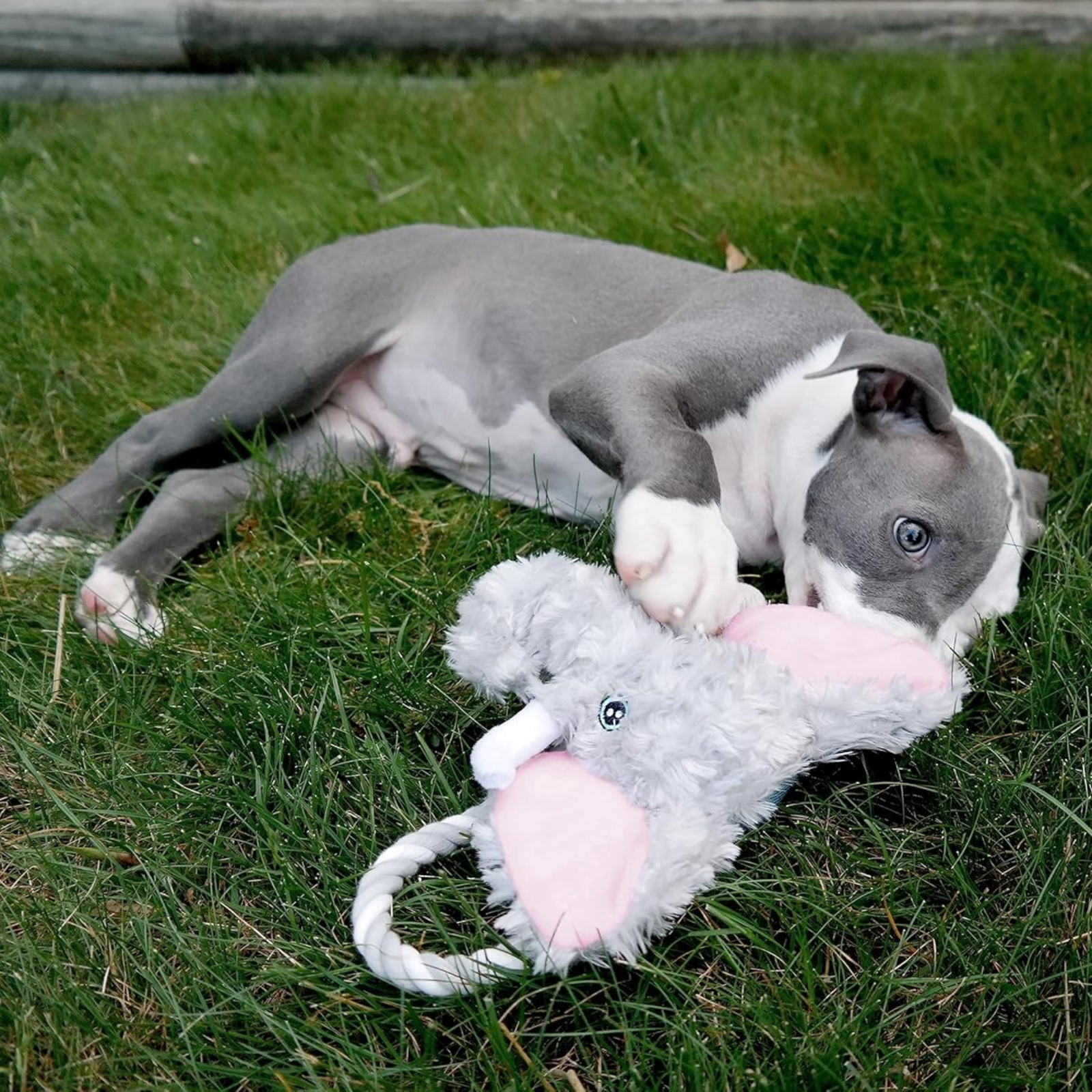 Puppy playing with a plush toy on grass
