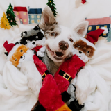 Dog surrounded by Christmas-themed plush toys on a festive blanket
