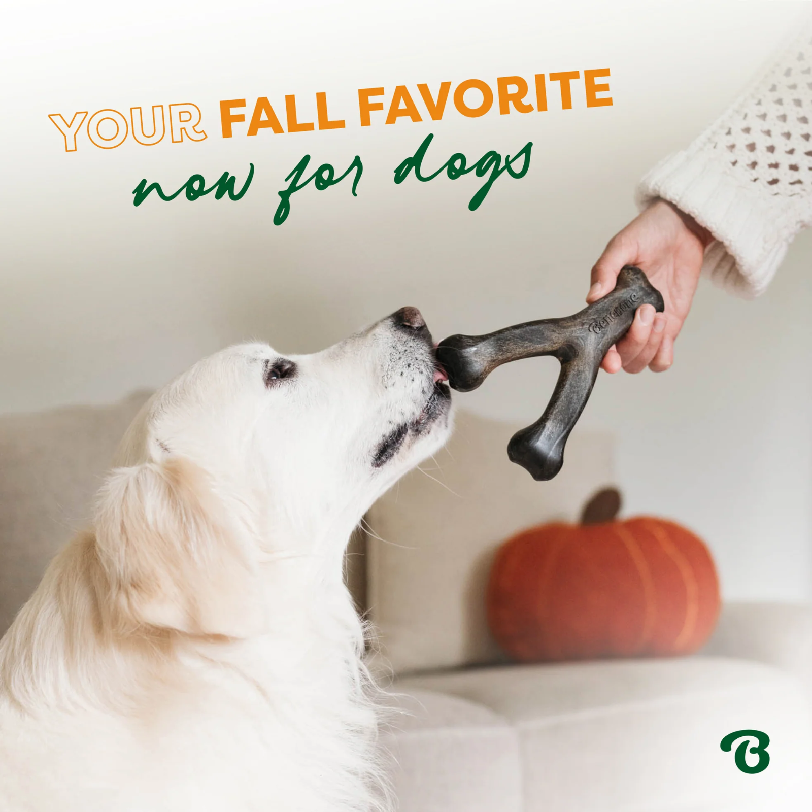 Dog playing with a bone-shaped toy held by a person, with a pumpkin in the background, text 'Your Fall Favorite Now for Dogs' above.