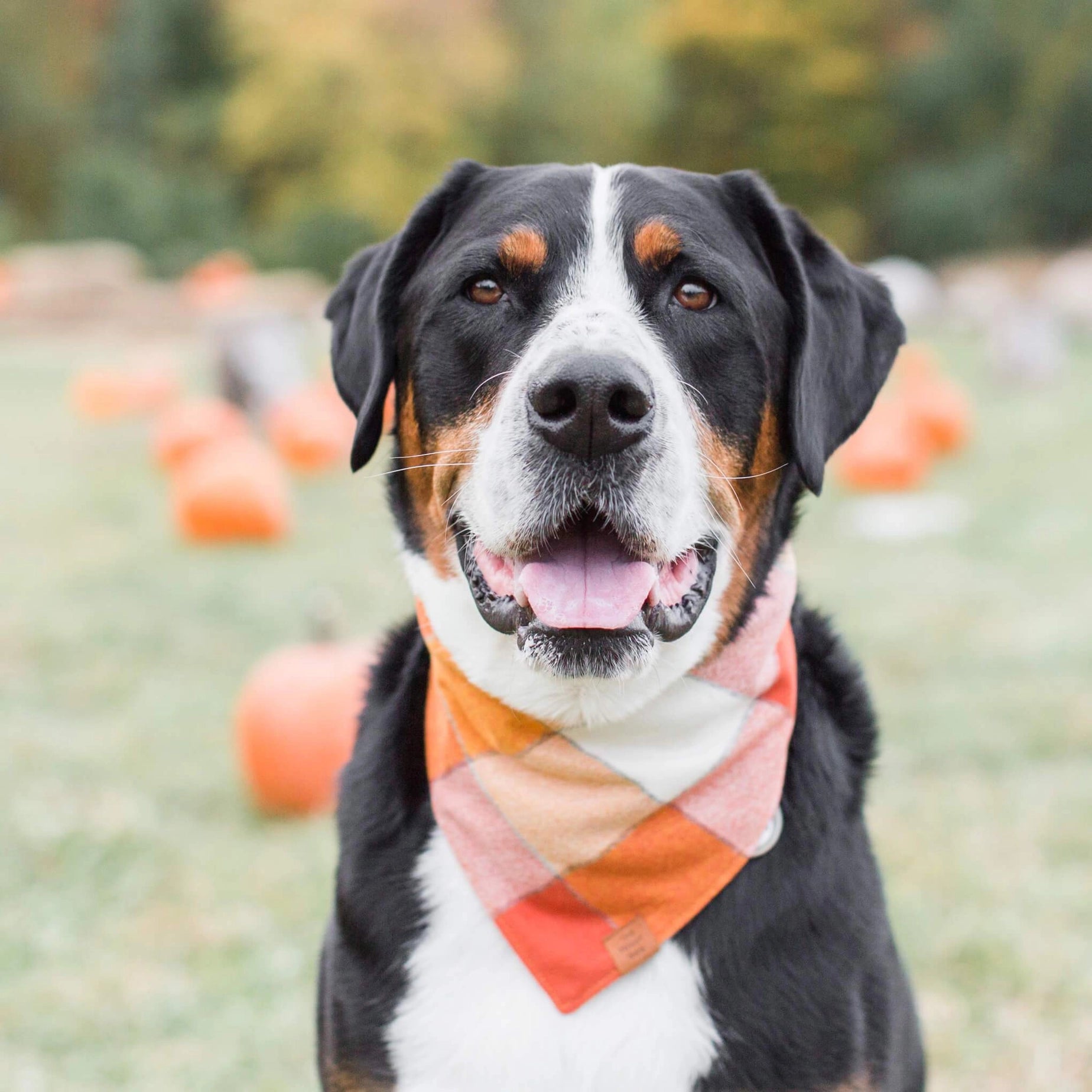 Dog wearing an orange and pink checkered bandana in a pumpkin patch
