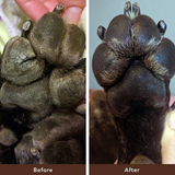 Natural Dog Paw Soother