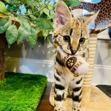 Kittybelles Toto's Pawdka