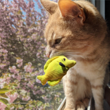 Kittybelles Yellow Tang