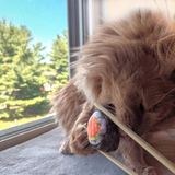 Kittybelles Classic Sushi Cat Toy
