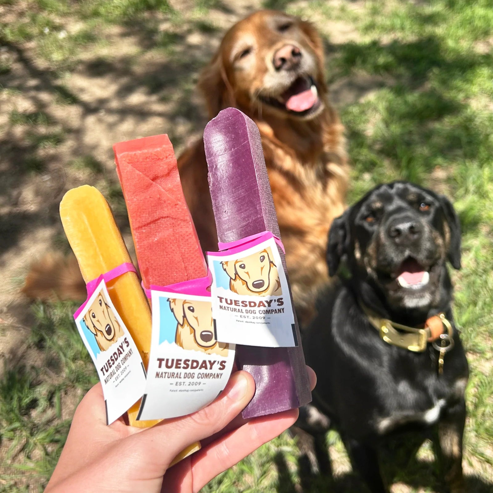 Two dogs sitting on grass with a hand holding purple, pink, and yellow dog popsicles from Tuesday's Natural Dog Company.