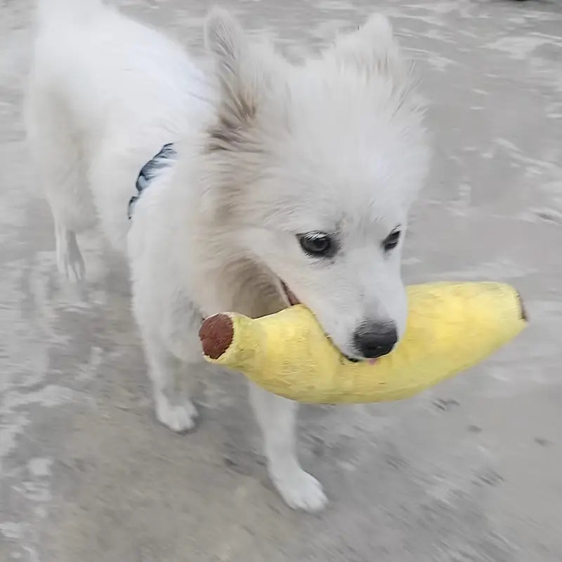 White dog holding a yellow toy banana in its mouth on a wet ground.