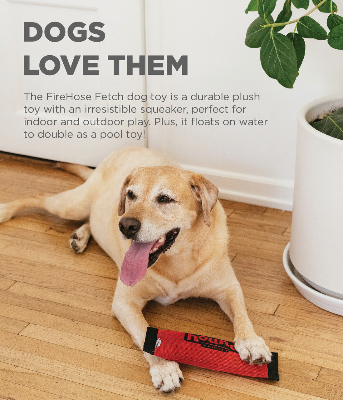 Dog playing with a FireHose Fetch toy on a wooden floor.