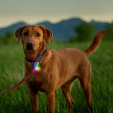 Brown dog with a colorful collar light standing in a grassy field with mountains in the background