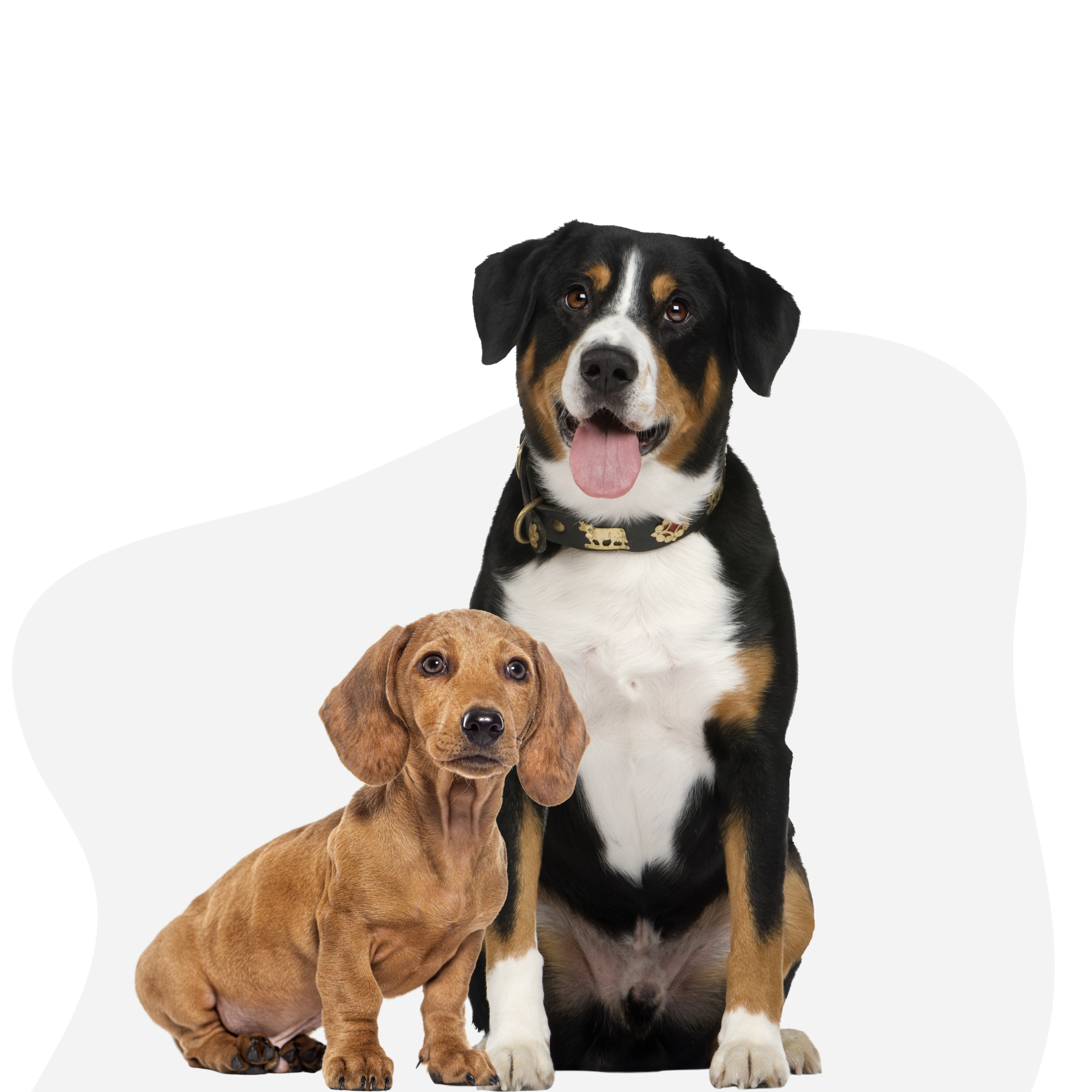 All Dogs