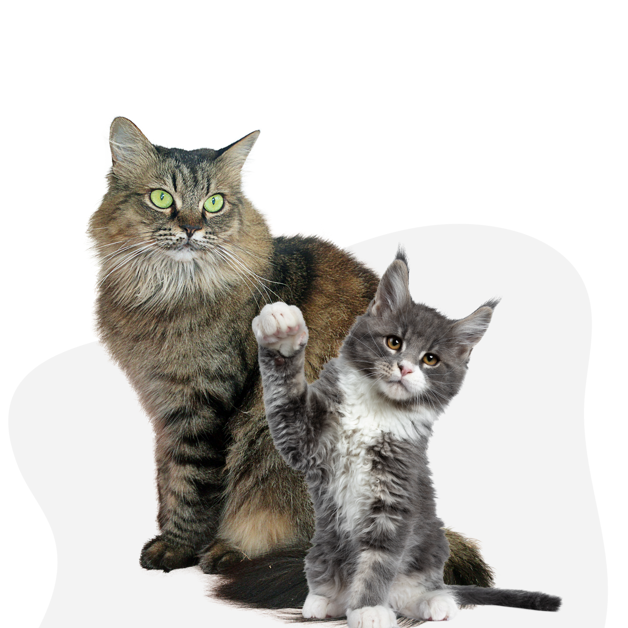 All Cat