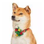 Dog wearing a festive collar with a Christmas wreath charm on a white background