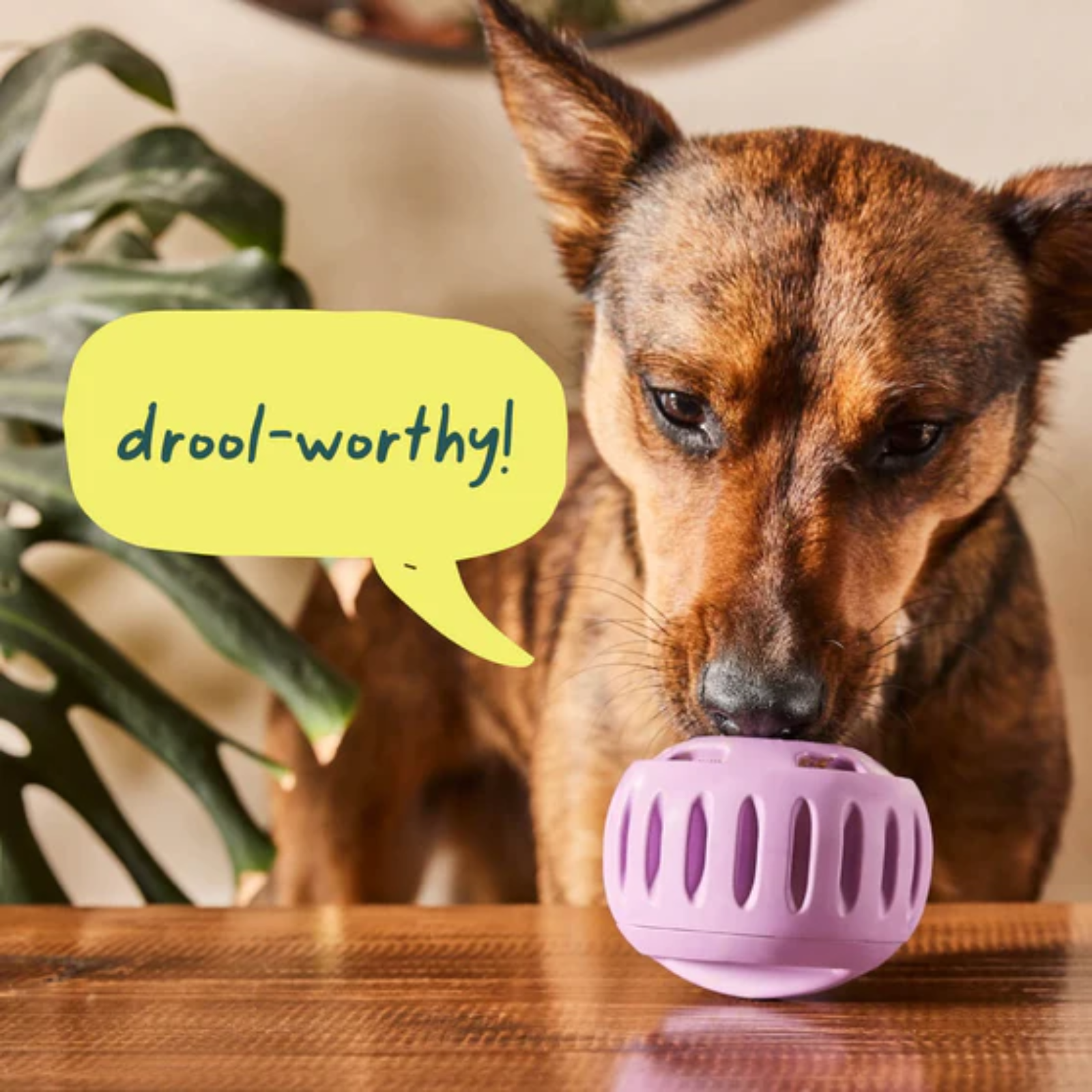 Dog with a purple ball on a table, text bubble saying 'drool-worthy!'