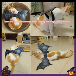 Cat wearing a bat costume with text indicating normal creases.