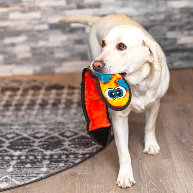Dog holding a colorful toy in its mouth on a wooden floor.