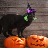 Cat Witch Hat with Green Hair