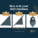 Step-by-step guide on how to tie a dog's bandana with The Oxford Dog branding.