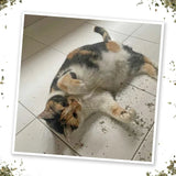 Meowijuana Garden Pawty Catnip Valerian Root