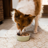 Open Farm Goodbowl Freeze Dried Salmon Morsels