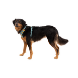 Ruffwear Front Range Harness River Rock Green
