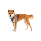 Ruffwear Front Range Harness Coastal Mountains