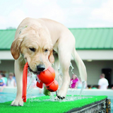 Kong Dog Wet Wubba Large