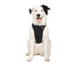 Canada Pooch Neoprene Everything Harness Black