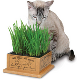 Kitty Garden Wood Planter