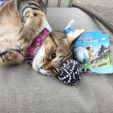 Meowijuana Get Rocked String Of Stones