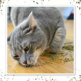 Meowijuana Purrple Passion