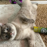 Meowijuana Meowi Waui