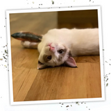 Meowijuana Get Smoked Fish