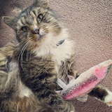 Meowijuana Get Smoked Fish