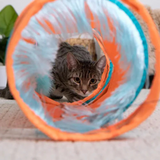 Instincts Teaser Tunnel