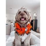 Midlee Witch Halloween Decorative Dog Collar