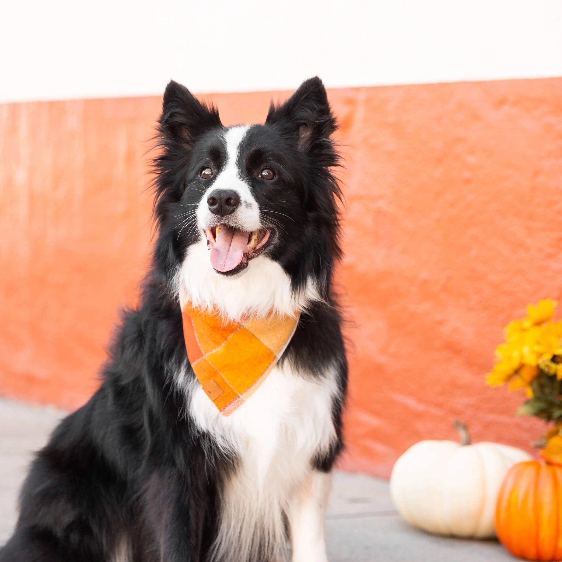Black and white dog wearing an orange bandana with pumpkins and flowers in the background