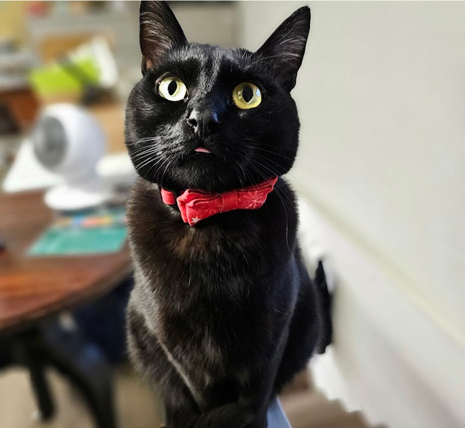 Firehouse Cat