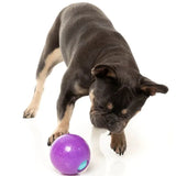 FuzzYard Truth Tellin Treat Ball