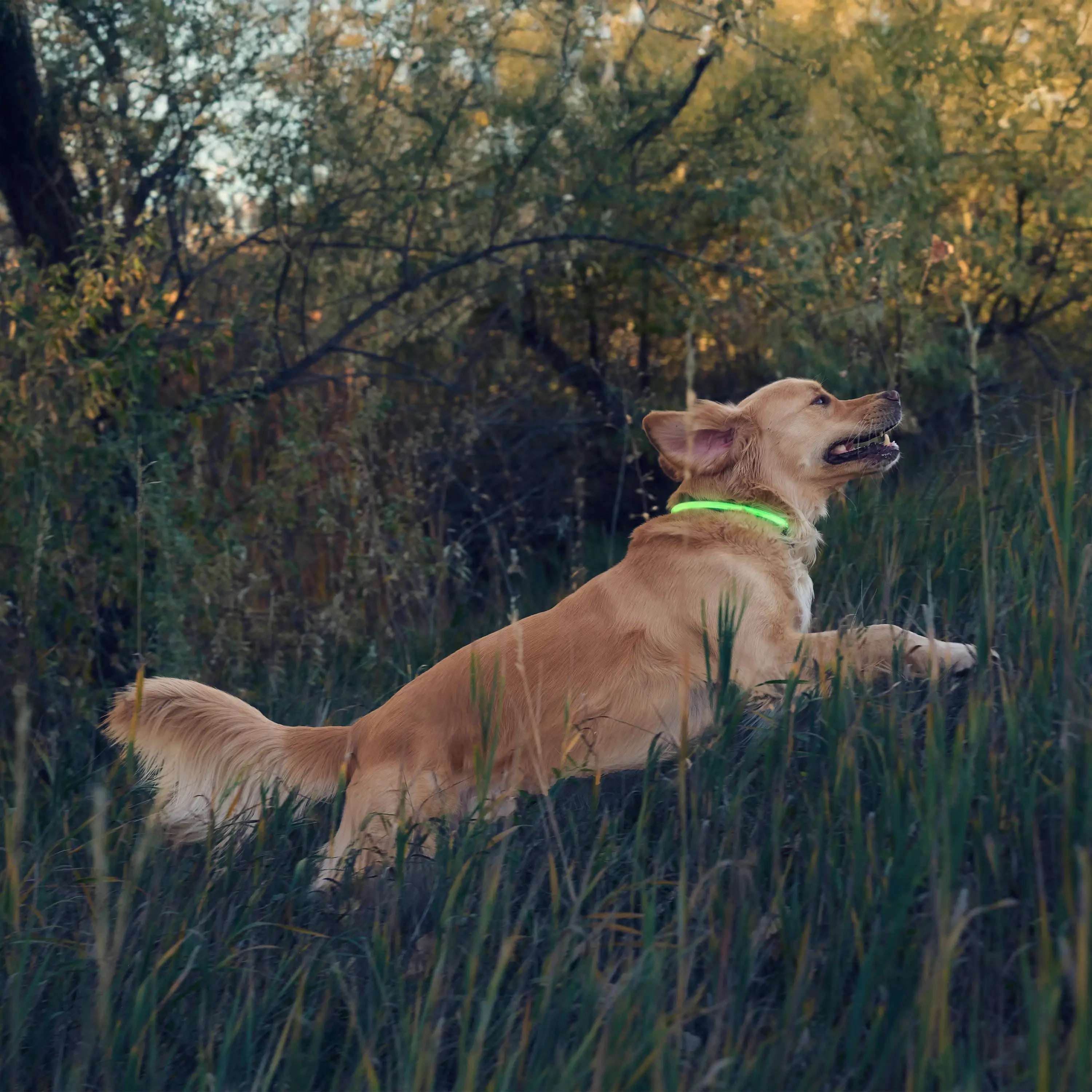 Dog sitting in tall grass with a green collar in a forest setting