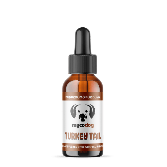 Turkey Tail Dual Extract of Turkey Tail Mushrooms