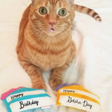 Miso Kitty Gotcha Day Cake
